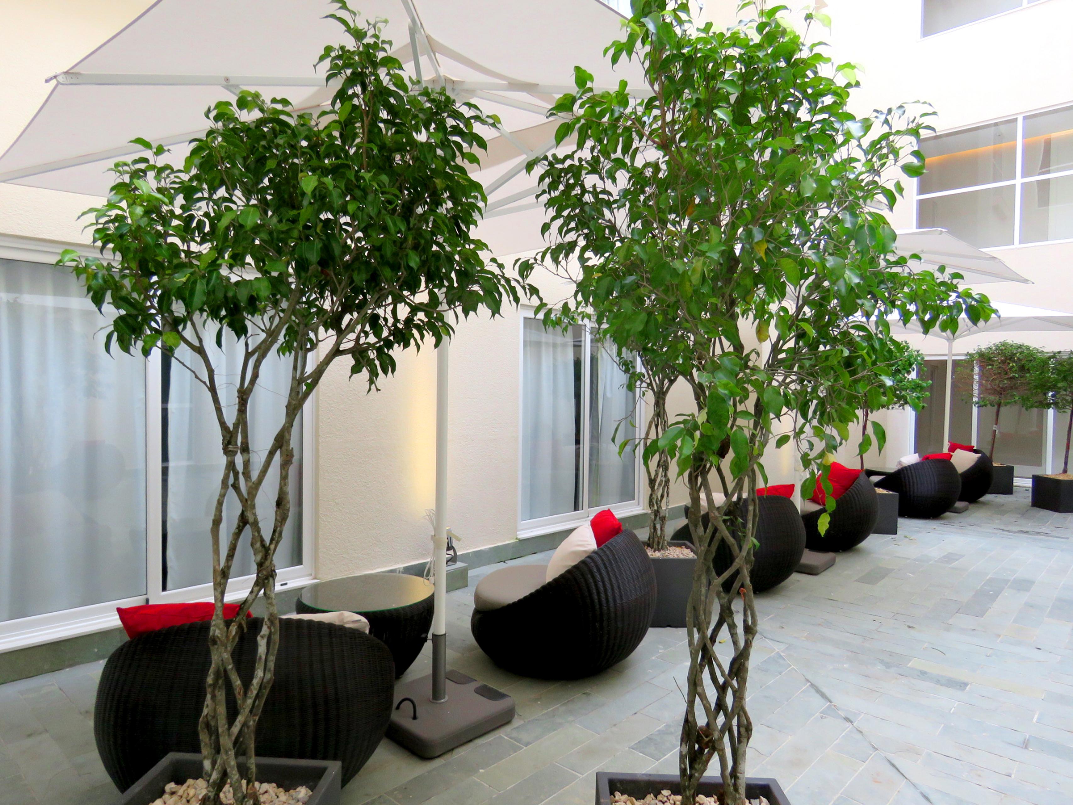 Central Hotel Panama Casco Viejo Exterior photo Ficus benjamina